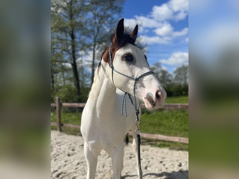 Paint Horse Gelding 1 year 15,2 hh Overo-all-colors in Midwolde