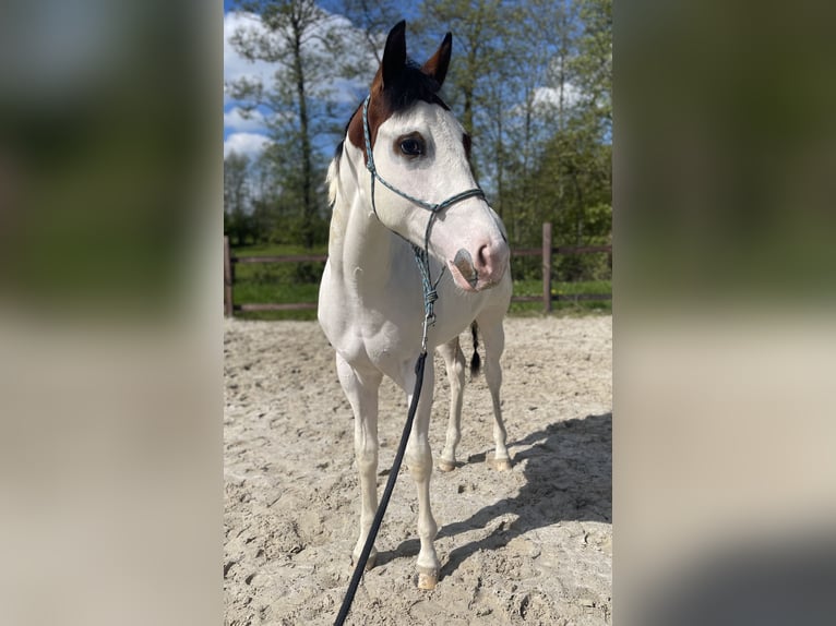 Paint Horse Gelding 1 year 15,2 hh Overo-all-colors in Midwolde