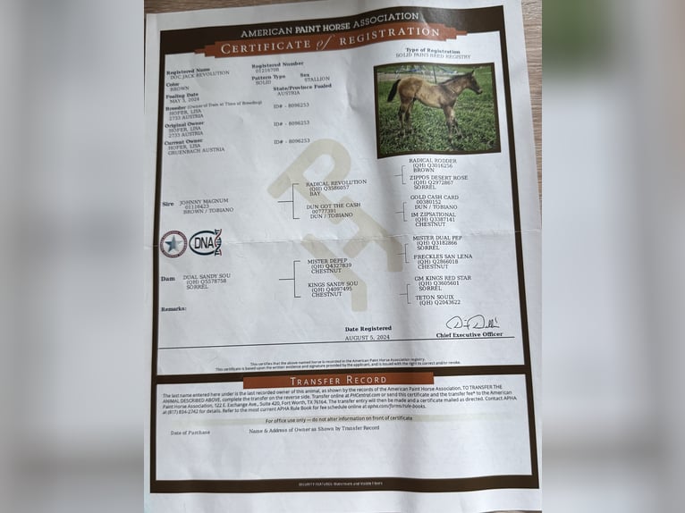 Paint Horse Gelding 1 year Brown in Saubersdorf