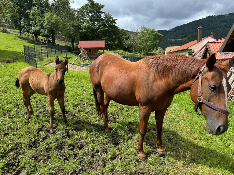 Paint Horse Gelding 1 year Brown in Saubersdorf