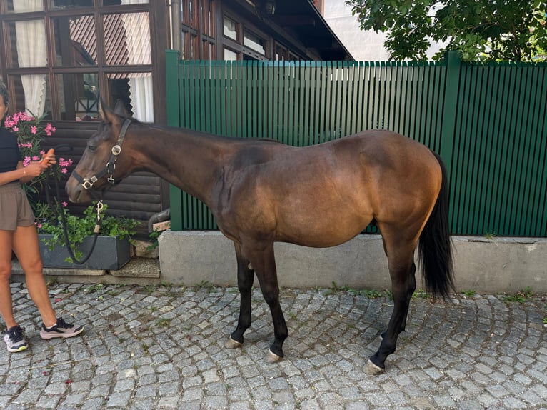 Paint Horse Gelding 1 year Brown in Saubersdorf