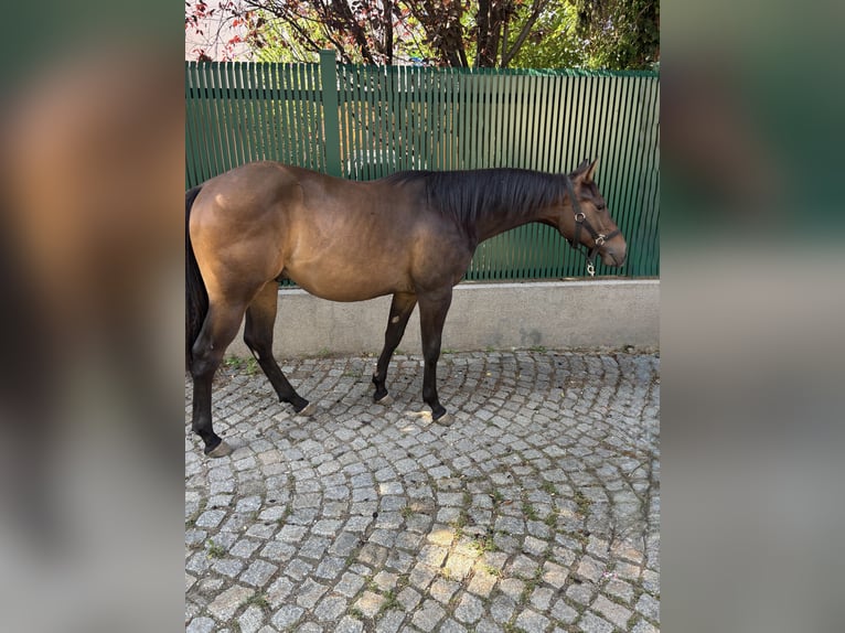 Paint Horse Gelding 1 year Brown in Saubersdorf