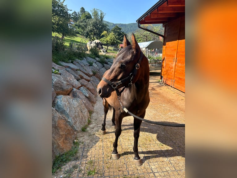 Paint Horse Gelding 1 year Brown in Saubersdorf