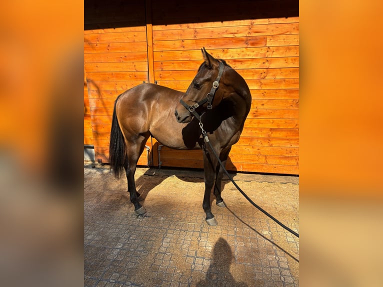 Paint Horse Gelding 1 year Brown in Saubersdorf