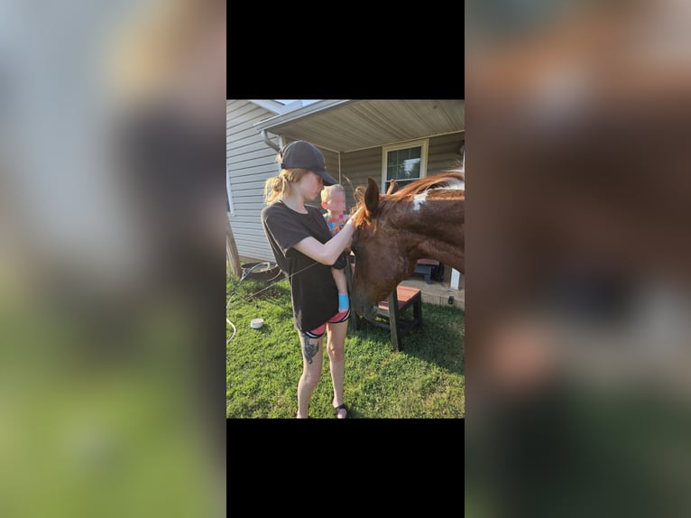Paint Horse Mix Gelding 21 years 18 hh Brown in Tecumseh