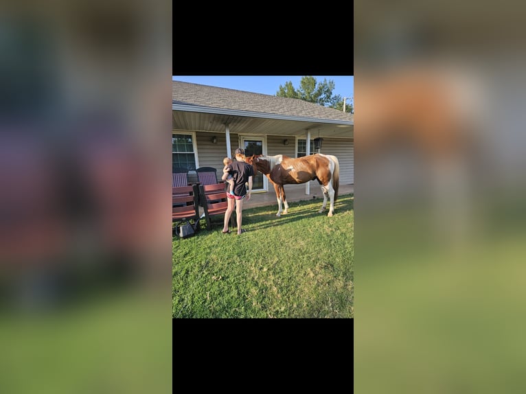 Paint Horse Mix Gelding 21 years 18 hh Brown in Tecumseh