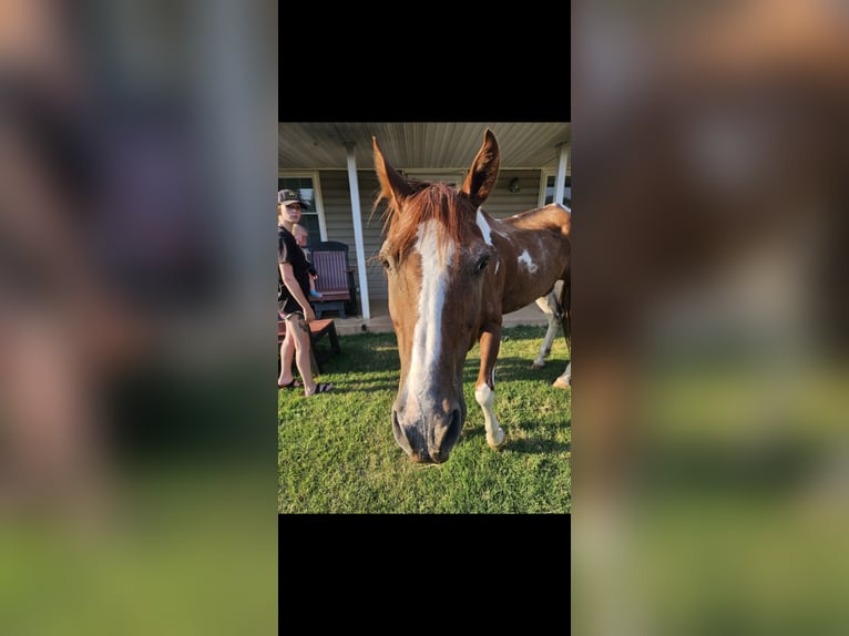 Paint Horse Mix Gelding 21 years 18 hh Brown in Tecumseh