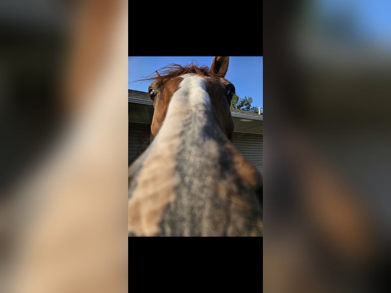 Paint Horse Mix Gelding 21 years 18 hh Brown in Tecumseh
