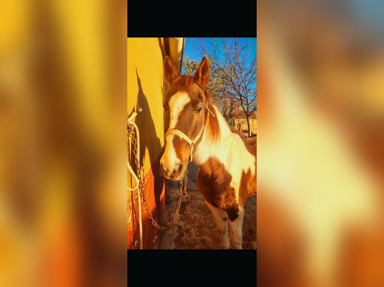 Paint Horse Gelding 23 years in Cuenca
