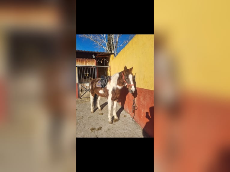 Paint Horse Gelding 23 years in Cuenca
