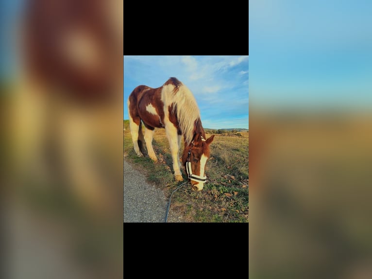 Paint Horse Gelding 23 years in Cuenca
