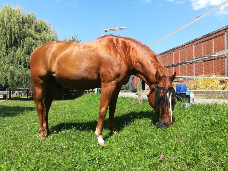 Paint Horse Gelding 25 years 15,2 hh Chestnut-Red in Mechernich