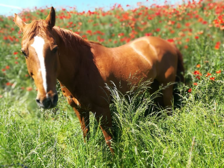 Paint Horse Gelding 25 years 15,2 hh Chestnut-Red in Mechernich