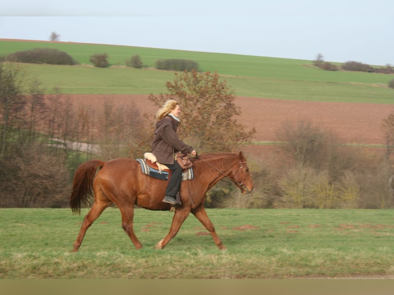 Paint Horse Gelding 25 years 15,2 hh Chestnut-Red in Mechernich