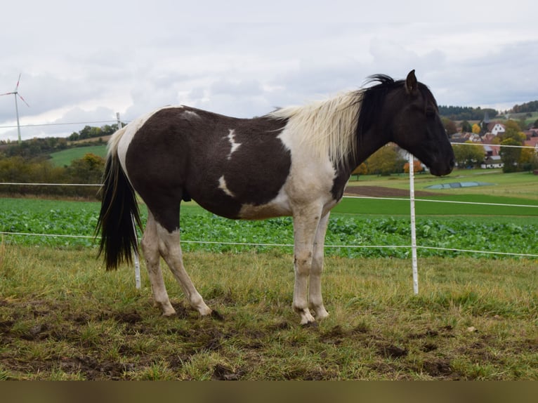 Paint Horse Mix Gelding 2 years 13,3 hh Grullo in Ahorn