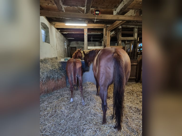 Paint Horse Gelding 2 years 14,2 hh Chestnut-Red in Weste