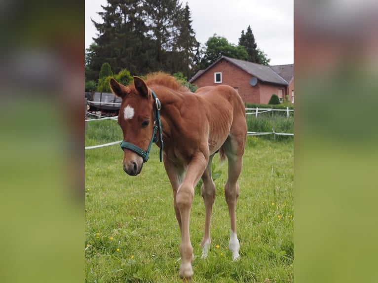 Paint Horse Gelding 2 years 14,2 hh Chestnut-Red in Weste