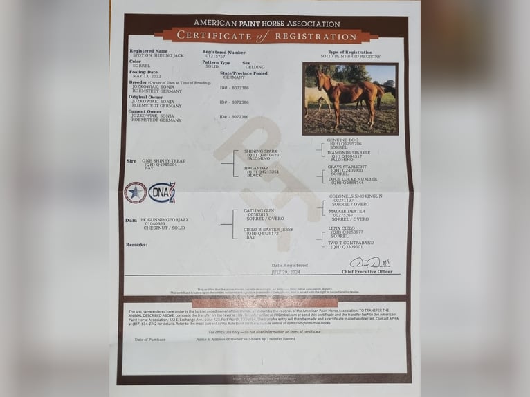 Paint Horse Gelding 2 years 14,2 hh Chestnut-Red in Weste