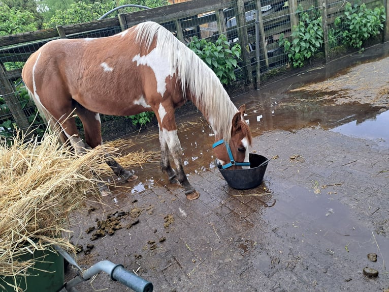 Paint Horse Gelding 2 years 14,2 hh Overo-all-colors in Dessel