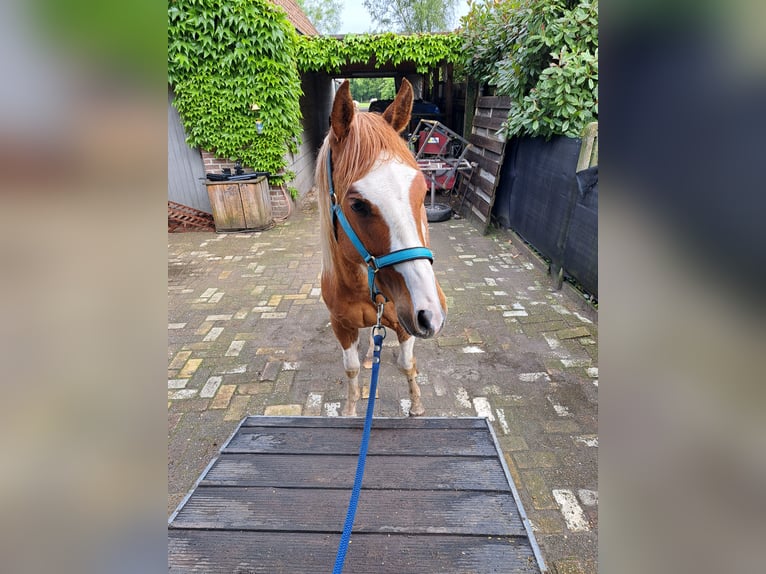 Paint Horse Gelding 2 years 14,2 hh Overo-all-colors in Dessel