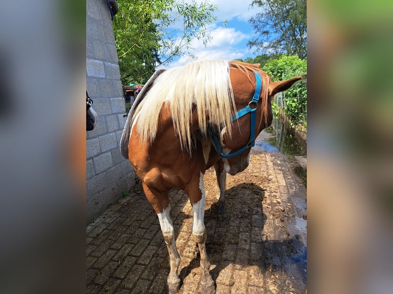 Paint Horse Gelding 2 years 14,2 hh Overo-all-colors in Dessel