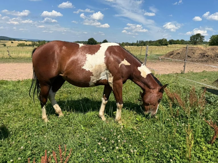 Paint Horse Gelding 2 years 14,2 hh Tobiano-all-colors in Straubenhardt
