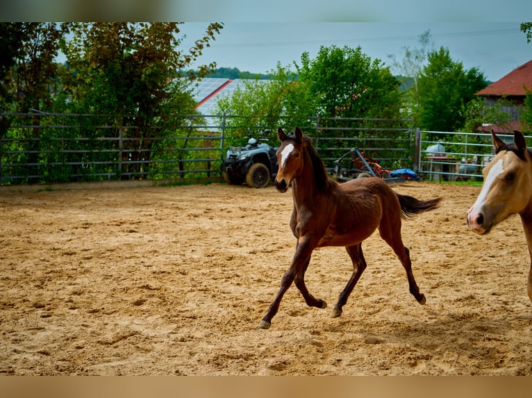 Paint Horse Gelding 2 years 14,3 hh Brown in Eggenthal