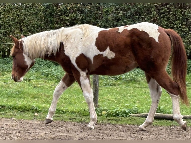 Paint Horse Gelding 2 years 14 hh Pinto in Bemelen