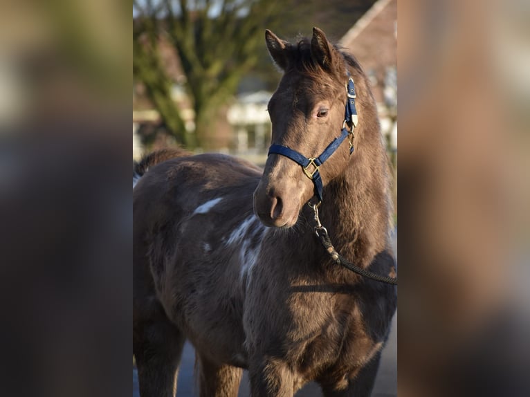 Paint Horse Gelding 2 years 14,2 hh Champagne in Freiburg im Breisgau