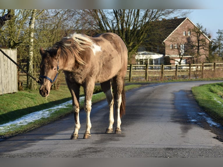 Paint Horse Gelding 2 years 14,2 hh Champagne in Freiburg im Breisgau