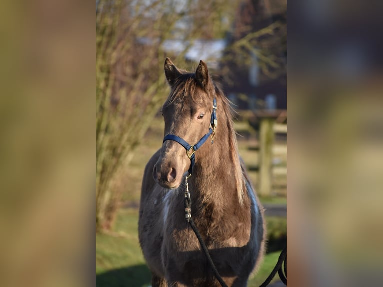 Paint Horse Gelding 2 years 14,2 hh Champagne in Freiburg im Breisgau