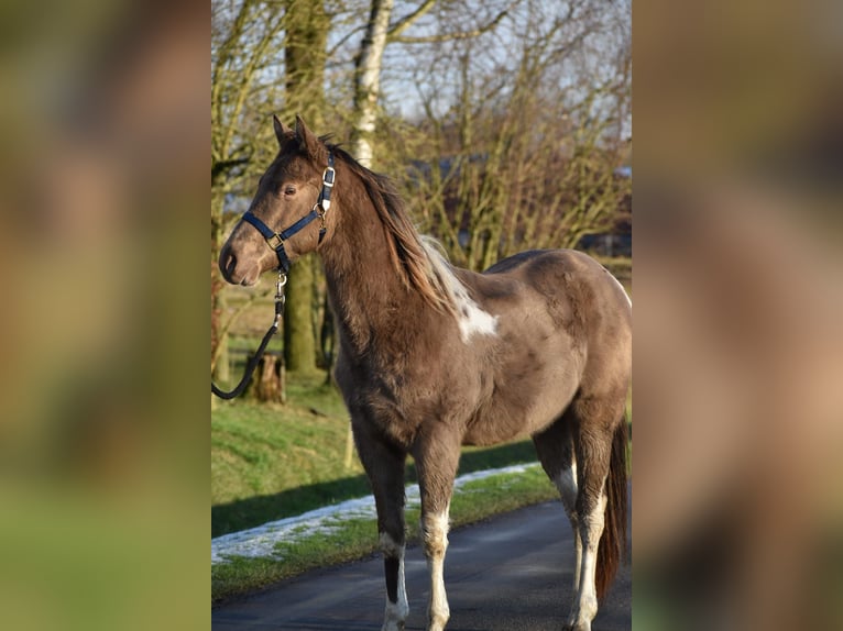 Paint Horse Gelding 2 years 14,2 hh Champagne in Freiburg im Breisgau
