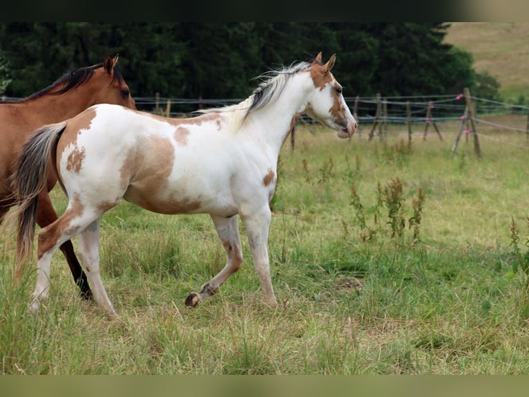Paint Horse Gelding 2 years 14,2 hh Overo-all-colors in Hellenthal
