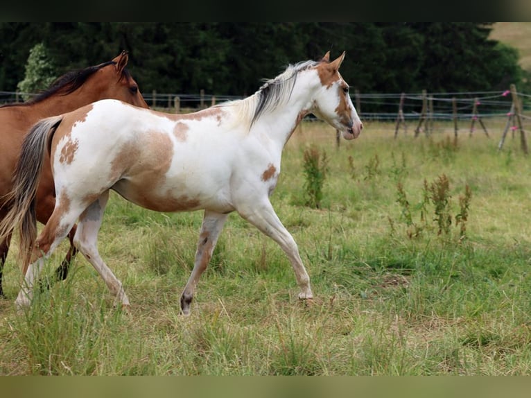 Paint Horse Gelding 2 years 14,2 hh Overo-all-colors in Hellenthal