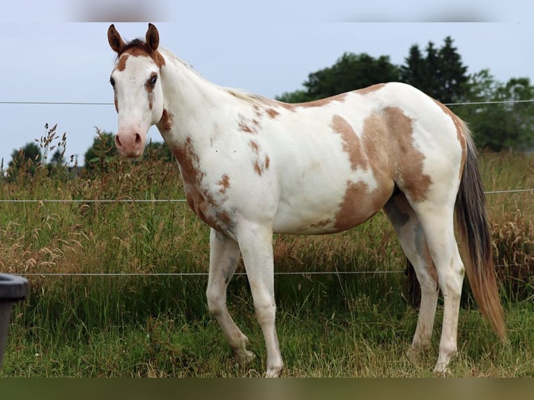 Paint Horse Gelding 2 years 14,2 hh Overo-all-colors in Hellenthal
