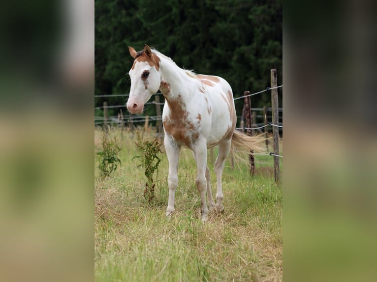 Paint Horse Gelding 2 years 14,2 hh Overo-all-colors in Hellenthal