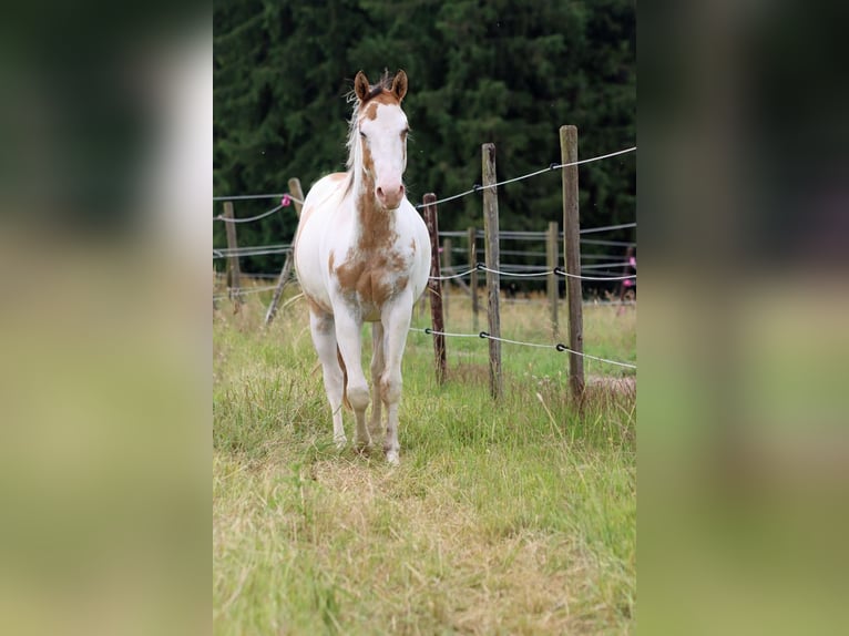 Paint Horse Gelding 2 years 14,2 hh Overo-all-colors in Hellenthal
