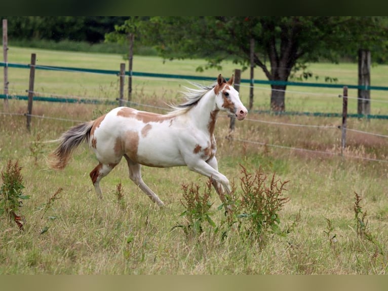Paint Horse Gelding 2 years 14,2 hh Overo-all-colors in Hellenthal