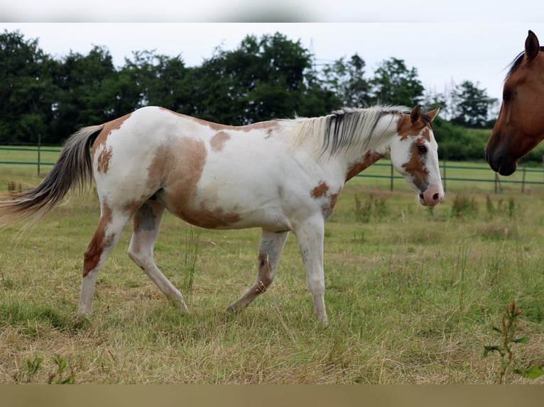 Paint Horse Gelding 2 years 14,2 hh Overo-all-colors in Hellenthal