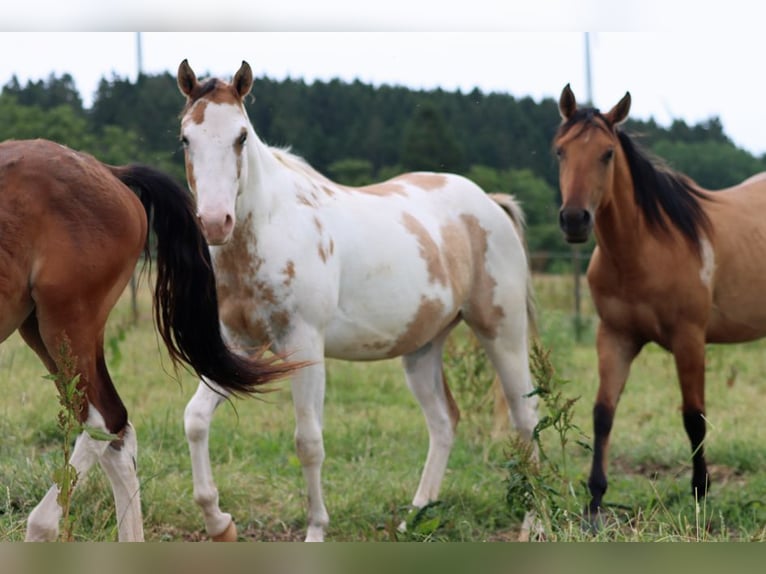 Paint Horse Gelding 2 years 14,2 hh Overo-all-colors in Hellenthal