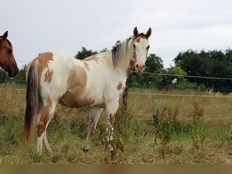 Paint Horse Gelding 2 years 14,2 hh Overo-all-colors in Hellenthal