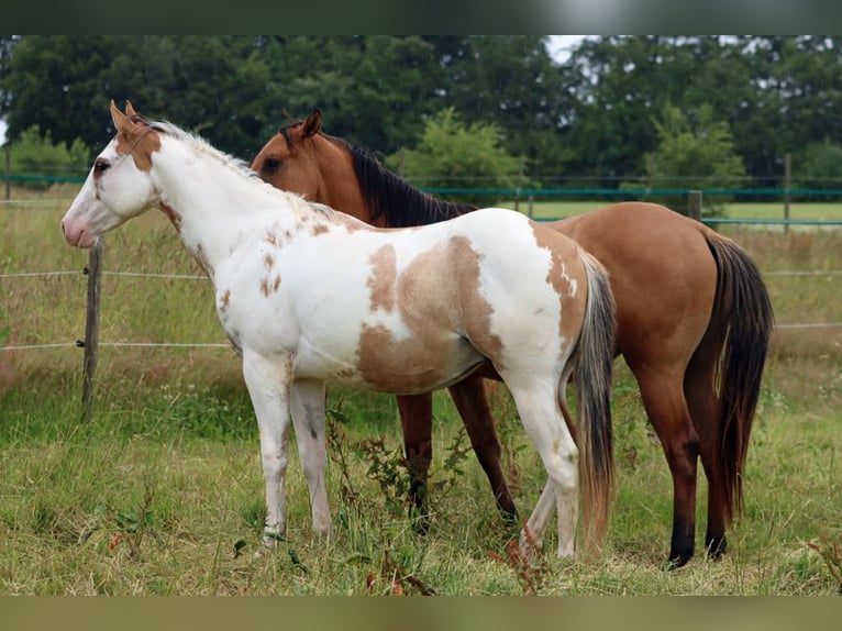 Paint Horse Gelding 2 years 14,2 hh Overo-all-colors in Hellenthal