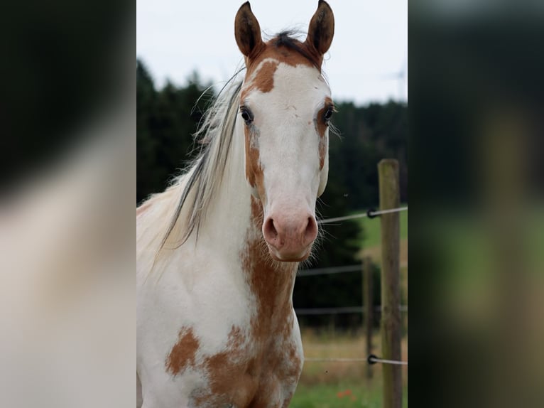 Paint Horse Gelding 2 years 14,2 hh Overo-all-colors in Hellenthal