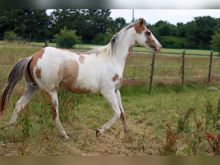 Paint Horse Gelding 2 years 14,2 hh Overo-all-colors in Hellenthal