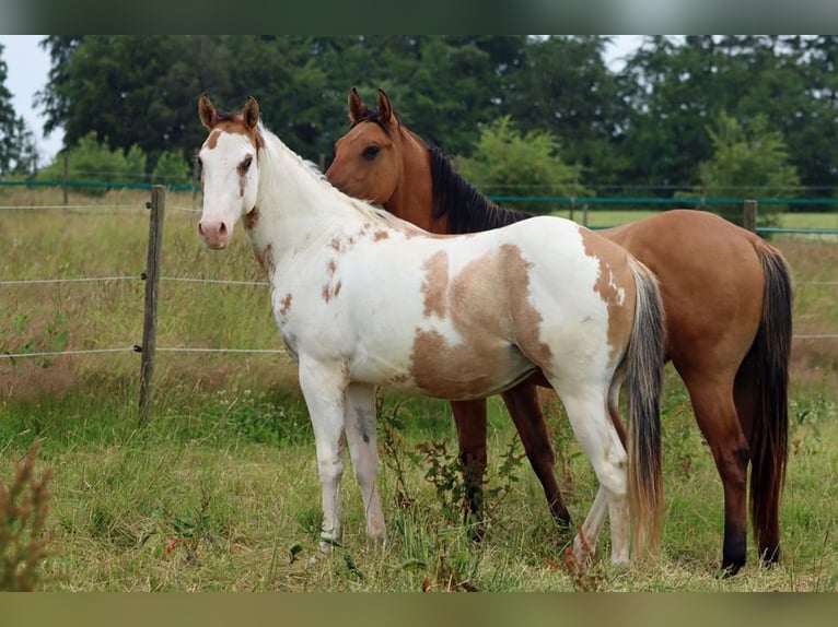 Paint Horse Gelding 2 years 14,2 hh Overo-all-colors in Hellenthal