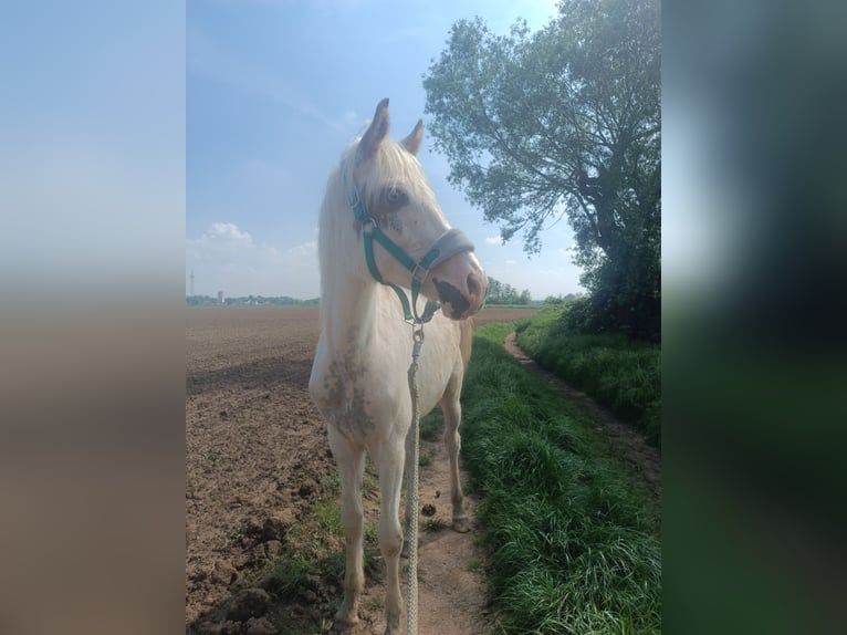 Paint Horse Gelding 2 years 14,2 hh Pinto in H&#xFC;ckelhoven