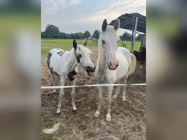 Paint Horse Gelding 2 years 14,2 hh Pinto in H&#xFC;ckelhoven