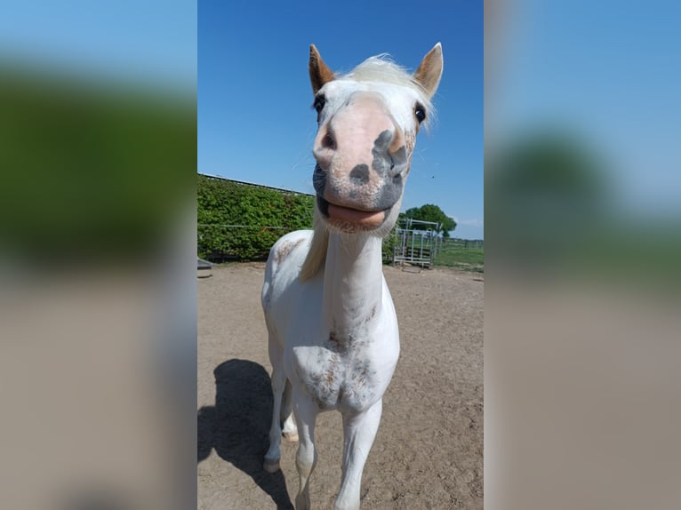 Paint Horse Gelding 2 years 14,2 hh Pinto in H&#xFC;ckelhoven