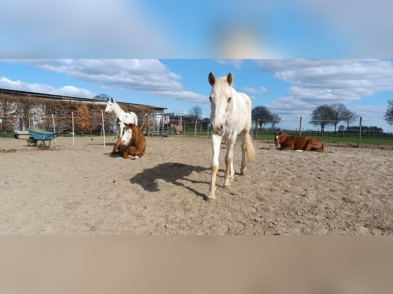 Paint Horse Gelding 2 years 14,2 hh Pinto in H&#xFC;ckelhoven