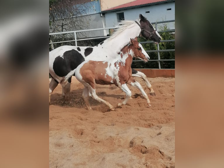 Paint Horse Gelding 2 years 14,3 hh Tovero-all-colors in Ahorn